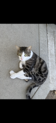 Lost Male Cat last seen Dallas ranch, cougar peak way, Antioch, CA 94531