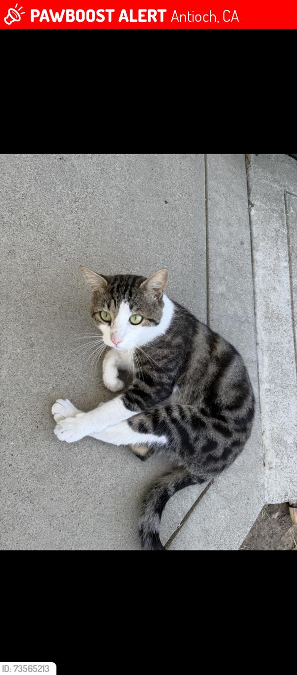 Lost Male Cat last seen Dallas ranch, cougar peak way, Antioch, CA 94531