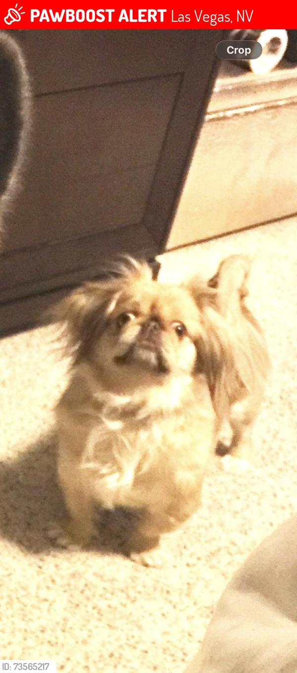 Lost Female Dog last seen Blue Diamond and Buffalo, Las Vegas, NV 89113