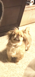 Lost Female Dog last seen Blue Diamond and Buffalo, Las Vegas, NV 89113