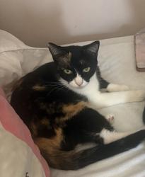 Reunited Female Cat last seen Shalimar and Placentia, Costa Mesa, CA 92627