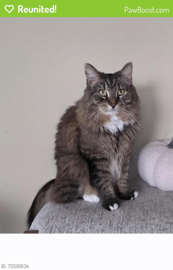 Reunited Male Cat last seen Stowe Rd. Near ABC Childcare, Temecula, CA 92591
