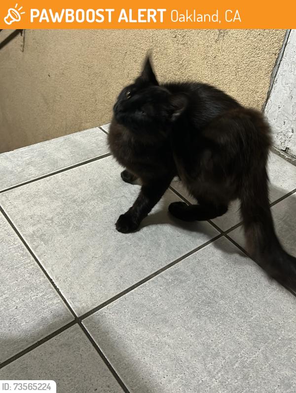 Found/Stray Unknown Cat last seen Wakefield Ave, Oakland, CA 94606