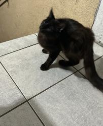 Found/Stray Unknown Cat last seen Wakefield Ave, Oakland, CA 94606