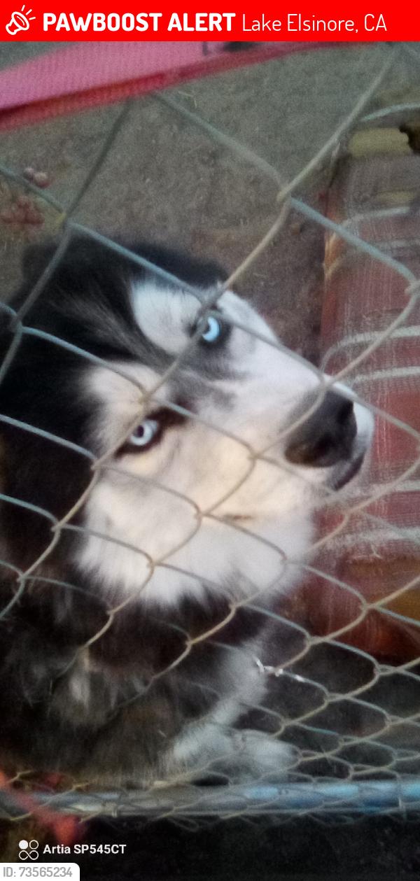 Lost Male Dog last seen Near North Lowell, Lake Elsinore, CA 92530