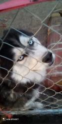 Lost Male Dog last seen Near North Lowell, Lake Elsinore, CA 92530