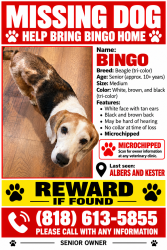 Lost Male Dog last seen Albers and kester, Los Angeles, CA 91411