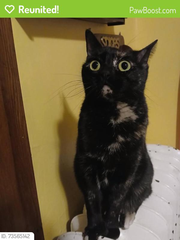 Reunited Female Cat last seen St Francis School, Rochester, MN 55904