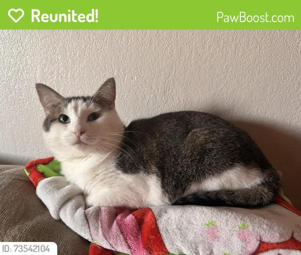 Reunited Male Cat last seen W d st, Lemoore, CA 93245
