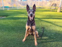 Shelter Stray Female Dog last seen , 3201 Lacy St, Los Angeles, CA 90031, USA