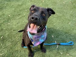 Shelter Stray Male Dog last seen , 1850 W 60th St, Los Angeles, CA 90047, USA