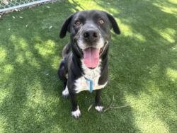 Shelter Stray Male Dog last seen , 1850 W 60th St, Los Angeles, CA 90047, USA