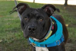 Shelter Stray Female Dog last seen , 1850 W 60th St, Los Angeles, CA 90047, USA