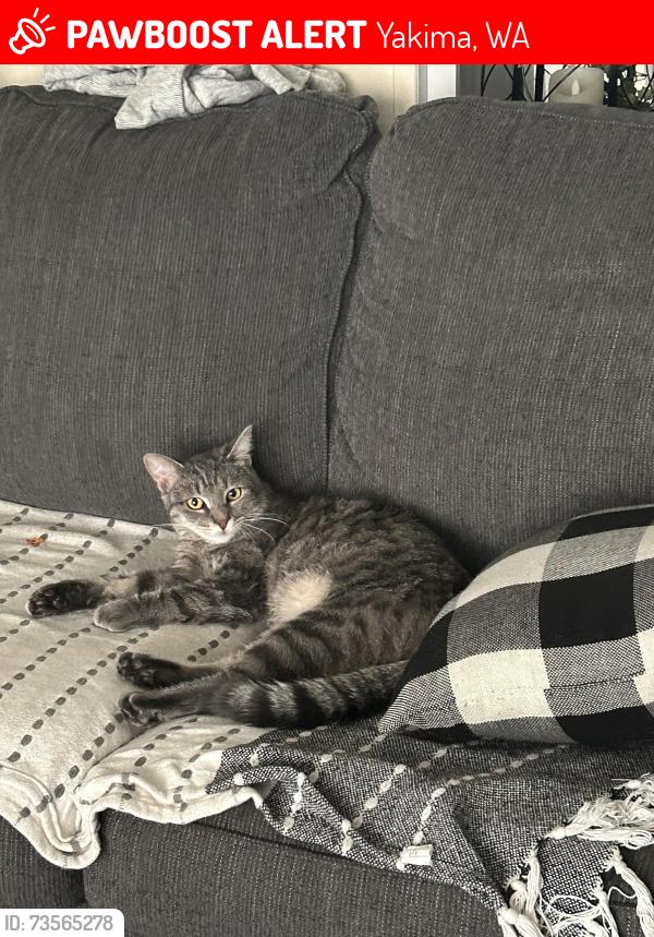 Lost Male Cat last seen Near W Powerhouse Rd, Yakima, WA — near the surrounding residential area., Yakima, WA 98908