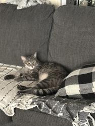 Lost Male Cat last seen Near W Powerhouse Rd, Yakima, WA — near the surrounding residential area., Yakima, WA 98908