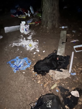 Shelter Stray Female Dog last seen Near FM ROAD 730 N, District 13 - Tarrant County, TX, 355 Hillshire Dr, Haslet, TX 76052, USA