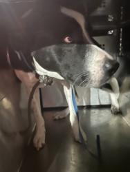 Shelter Stray Male Dog last seen Near FM ROAD 730 N, District 13 - Tarrant County, TX, 355 Hillshire Dr, Haslet, TX 76052, USA