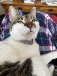Lost Female Cat last seen Waddell 175th, Surprise, AZ 85388