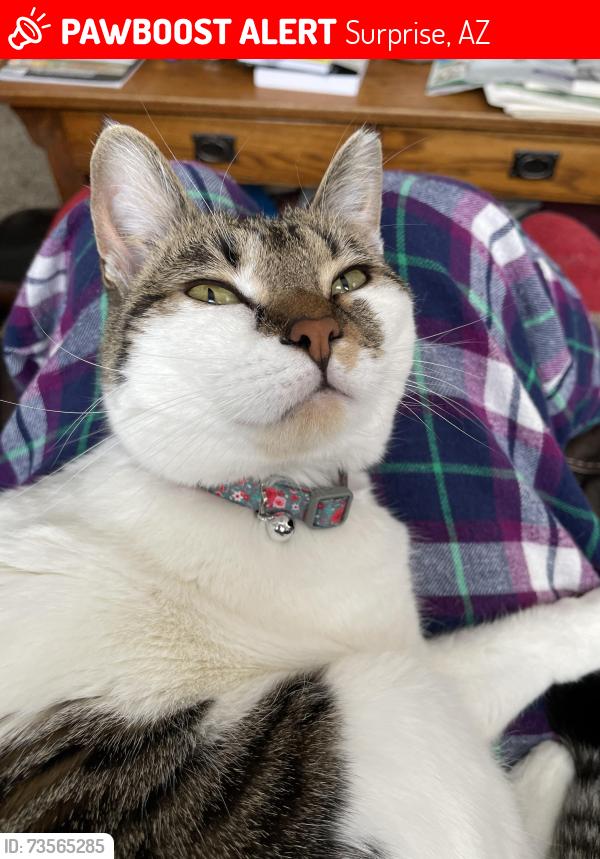 Lost Female Cat last seen Waddell 175th, Surprise, AZ 85388