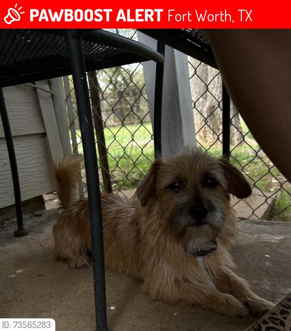 Lost Male Dog last seen Diamond hill, Fort Worth, TX 76106