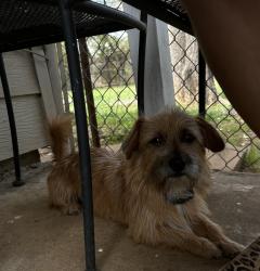 Lost Male Dog last seen Diamond hill, Fort Worth, TX 76106