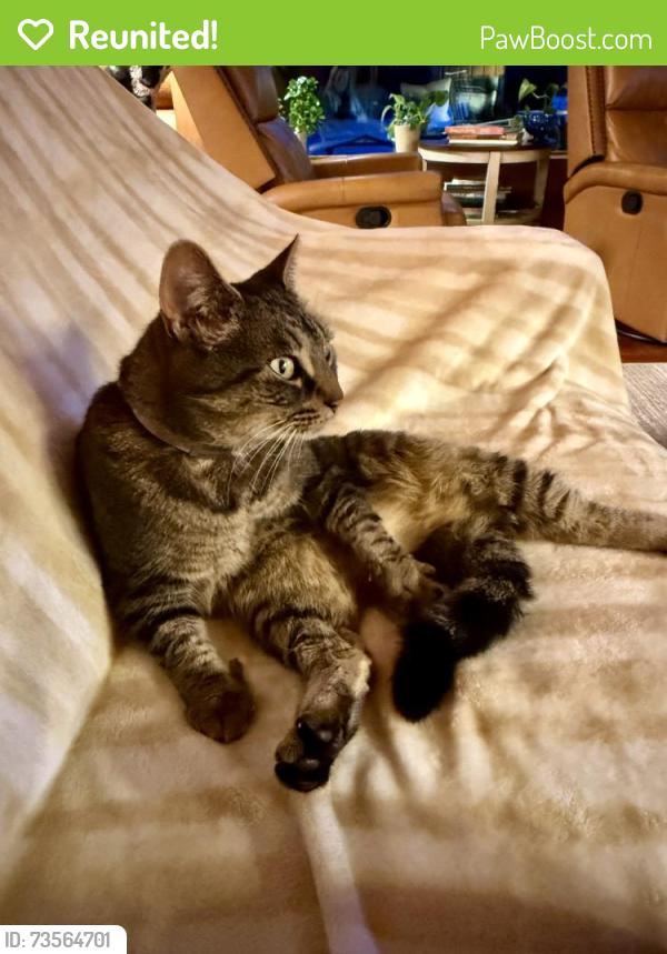 Reunited Female Cat last seen Lake Alice Road, Fall City, WA 98024