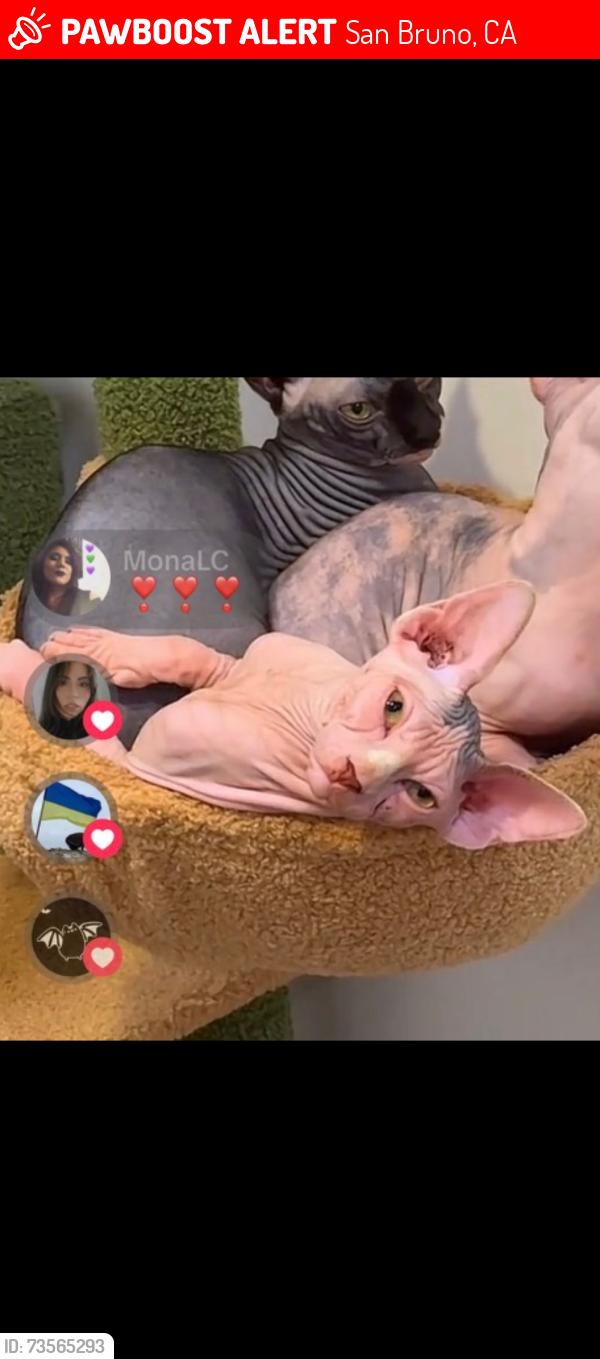 Lost Male Cat last seen In my home he might have ran out, San Bruno, CA 94066