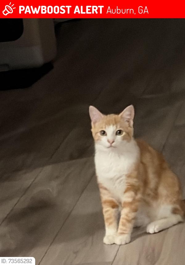 Lost Male Cat last seen Near Shirecrest lane, Auburn, GA 30011