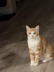 Lost Male Cat last seen Near Shirecrest lane, Auburn, GA 30011