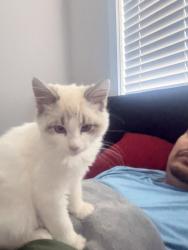 Found/Stray Female Cat last seen Mcglothen Way, Richmond, CA 94806