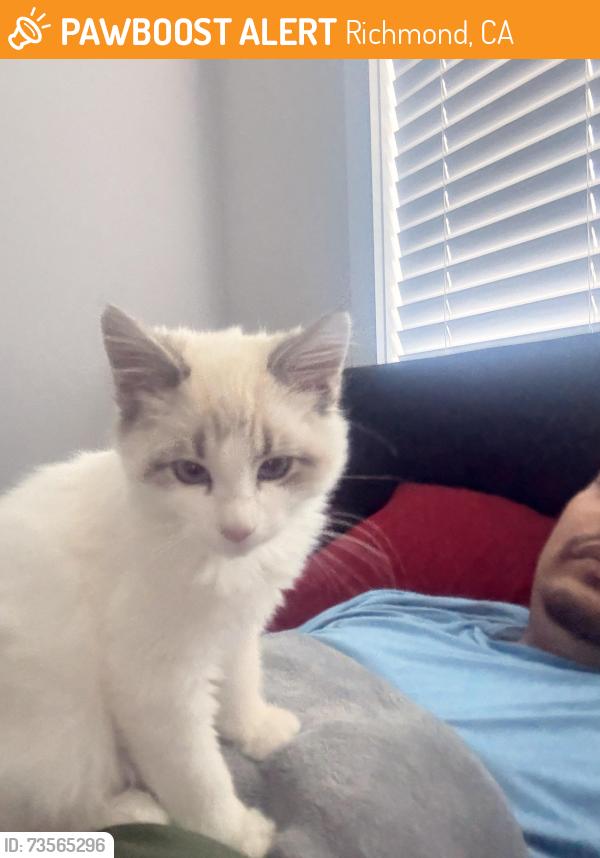 Found/Stray Female Cat last seen Mcglothen Way, Richmond, CA 94806