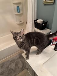 Lost Female Cat last seen Chestnut Hills plantation, Columbia, SC 29212