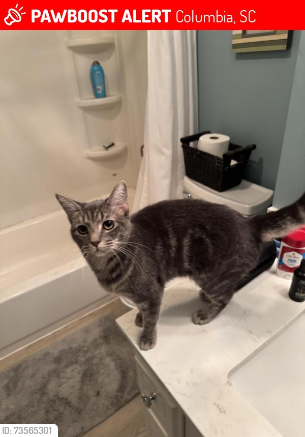 Lost Female Cat last seen Chestnut Hills plantation, Columbia, SC 29212
