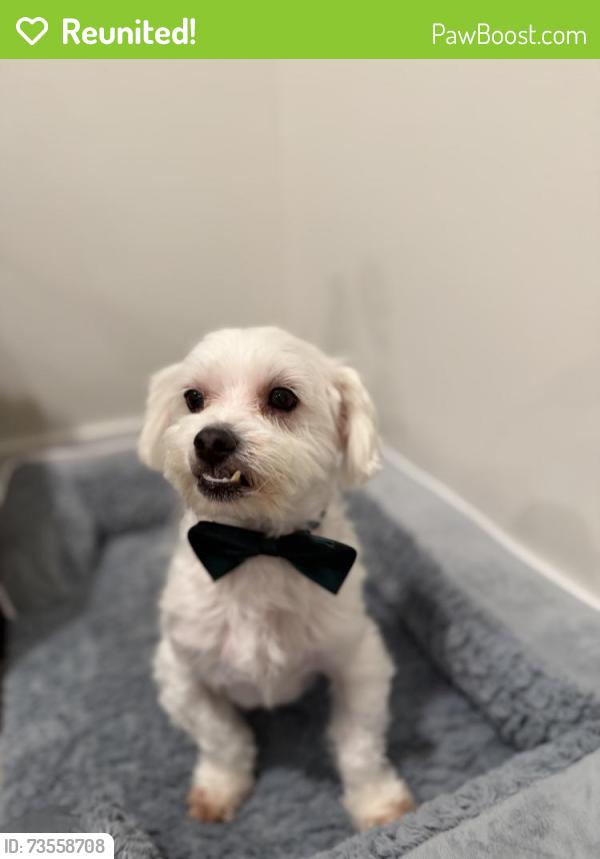 Reunited Male Dog last seen Nearest im the center of little havanna, Miami, FL 33125