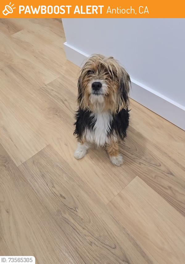 Found/Stray Female Dog last seen Mountaire Park, Antioch, CA 94509