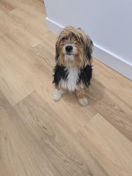 Found/Stray Female Dog last seen Mountaire Park, Antioch, CA 94509