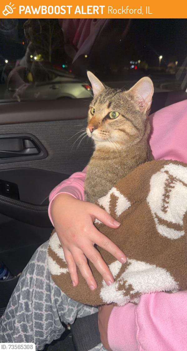Found/Stray Male Cat last seen Emergency vet on Spring creek rd, Rockford, IL 61114
