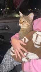 Found/Stray Male Cat last seen Emergency vet on Spring creek rd, Rockford, IL 61114