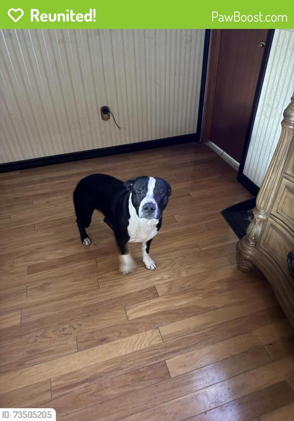 Reunited Male Dog last seen Baseline and juniper, Ocala, FL 34480