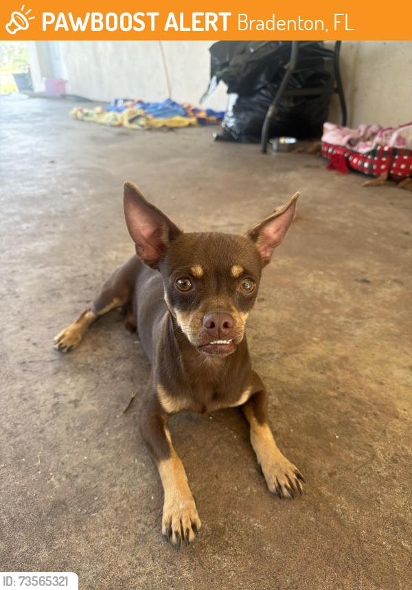 Found/Stray Male Dog last seen hse, Bradenton, FL 34208
