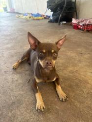 Found/Stray Male Dog last seen hse, Bradenton, FL 34208