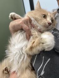Found/Stray Female Cat last seen Montgomery Ct and Yerington, Lincoln, CA 95648