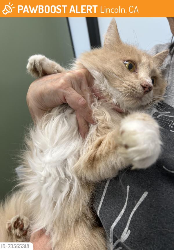 Found/Stray Female Cat last seen Montgomery Ct and Yerington, Lincoln, CA 95648