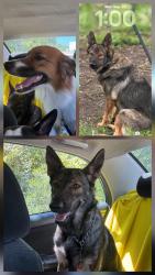 Reunited Female Dog last seen Jefferson roundabout, Dallas, TX 75211
