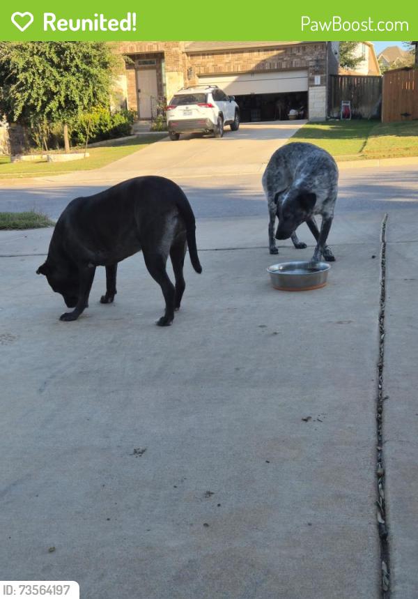 Reunited Female Dog last seen Paloma lake blvd, Round Rock, TX 78665