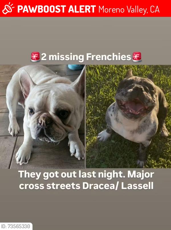 Lost Male Dog last seen Dracea and Laselle, Moreno Valley, CA 92555