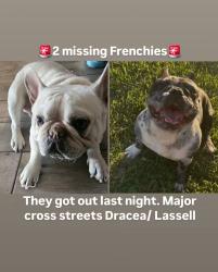 Lost Male Dog last seen Dracea and Laselle, Moreno Valley, CA 92555