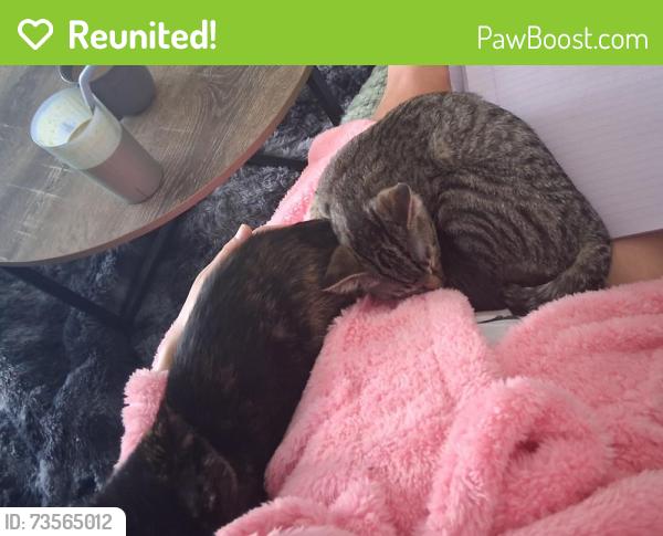 Reunited Female Cat last seen Saint Andrews drive, Murfreesboro, TN 37128