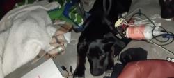 Lost Female Dog last seen Riverbed Anaheim west side, Long Beach, CA 90813