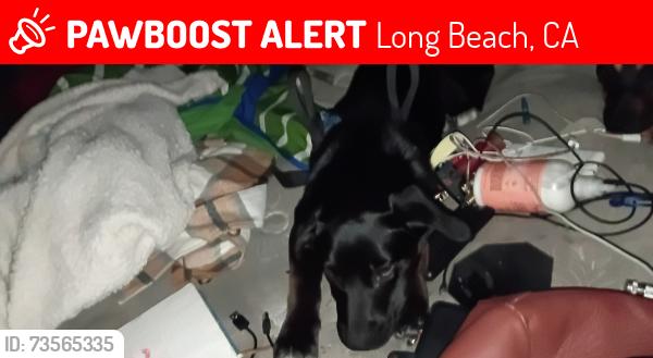 Lost Female Dog last seen Riverbed Anaheim west side, Long Beach, CA 90813
